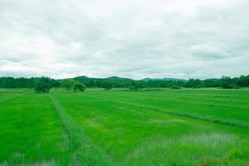 Fototapeta na wymiar lush green paddy fields, vast. Sky with mountains in the background.