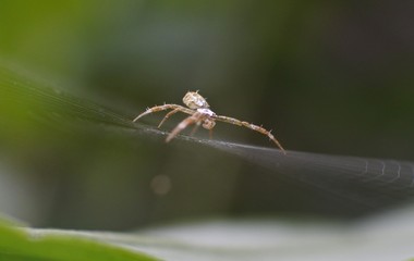 Yellow sac spiders are part of the genus Cheiracanthium, and different species are found throughout the world such as the United States, Australia, Europe, and Japan