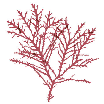 This is a red algae in the sea.