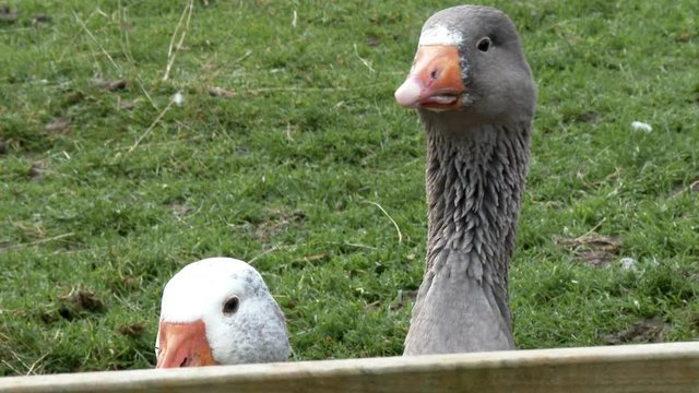 Two geese looking curiously at the camera