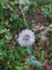 flower of a dandelion
