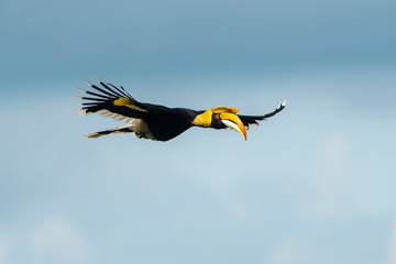Great hornbill flying in natural forest,female
