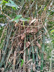 Bamboo Forest Images, Stock Photos