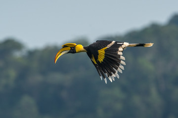 Great hornbill flying in natural forest