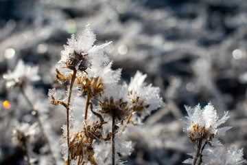 frost on the thistle