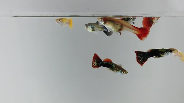 Small guppy swimming slow motion on white background. Small fish that are colorful and beautiful.