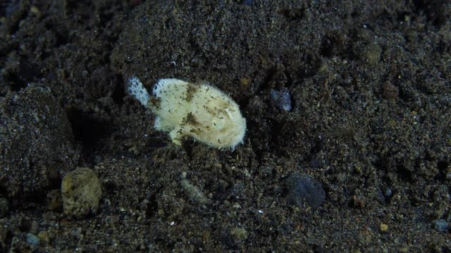 Hairy frogfish (juvenile, 10mm) - Antennarius striatus. hunting and walking on the seabed. Underwater macro video 4k. Diving in Tulamben, Bali, Indonesia.