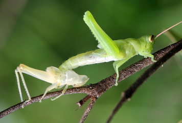 Grasshopper Re Born 