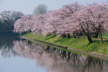 福岡堰の満開の桜並木