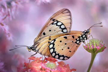Butterfly on Pink Flower - Amazing Macro Photo Series
