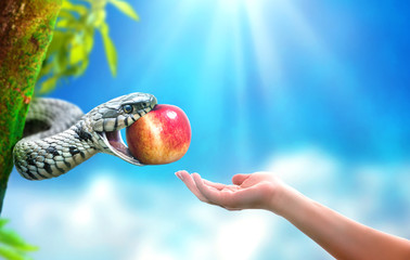 Snake in paradise giving an apple fruit to a woman - obrazy, fototapety, plakaty