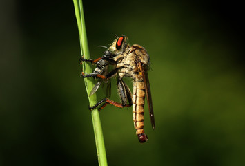 Robberfly