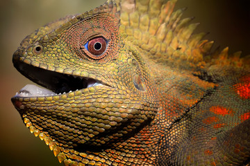 Close Up of Javanese Chameleon - Amazing Animal Reptile Photo Series