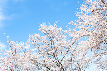 満開の桜　日本の春の景色