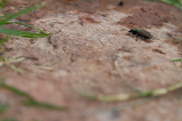 Beetle on the floor...