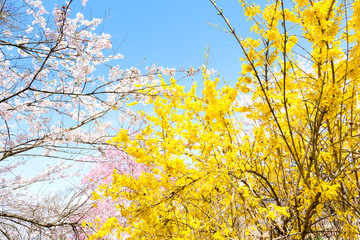 満開の桜　日本の春の景色