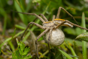 Female nursery web spider, Pisaura mirabilis among grass carrying eggsac, macro photo