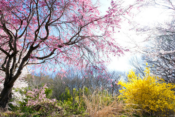 満開の桜　日本の春の景色