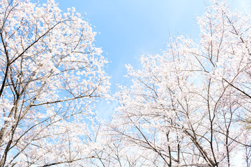 Fototapeta na wymiar 満開の桜　日本の春の景色