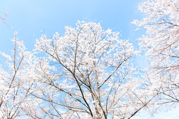 満開の桜　日本の春の景色