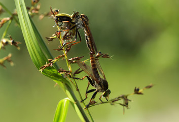 Robberfly  matting and eating