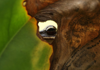 eye of the frog