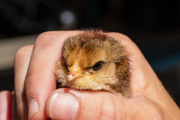 Young chick with visible egg tooth, just days after being born.