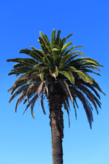 Canary Island date palm also known as Phoenix canariensis with a blue sky background. Sydney