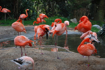 Pink Flamingos Standing on Land and in Water