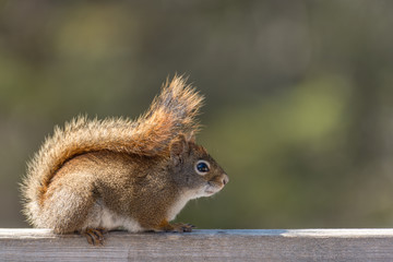 Naklejka na ściany i meble Red Squirrel resting on a railing landscape