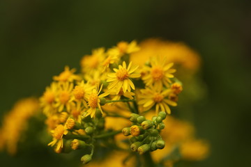 springs  yellow flowers in garden
