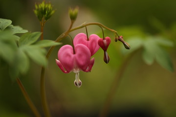 pink bleeding heart flowers in the garden, seasonal flowers