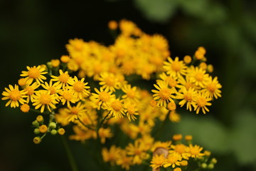 springs  yellow flowers in garden