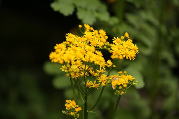springs  yellow flowers in garden