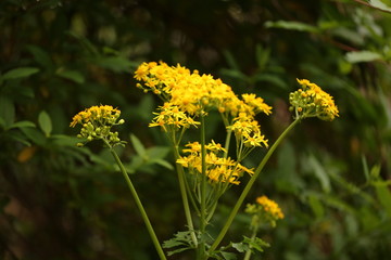 springs  yellow flowers in garden