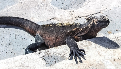 galapagos marine iguana, stone, walkway, step, reptile, claw, Isabela, Ecuador, reptile