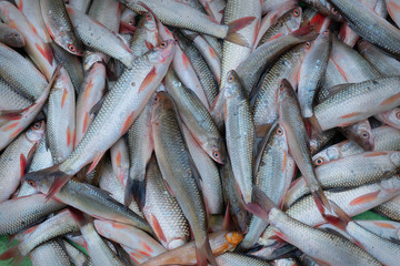 Fototapeta premium Fishes for sale, Kolkata, West Bengal, India