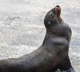 sea lion Galapagos islands Ecuador, closeup,  Isabela, brown, wild, 