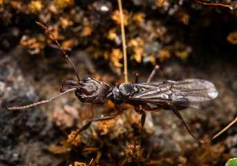 Macro queen ant caught in the nuptial flight