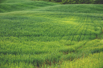 Beautiful landscape, spring nature. Grass texture. Nature landscape. View from above of sunny fields on rolling hills in Tuscany, Italy