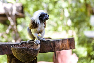 little funny monkeys eat on twigs.