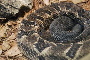 Venomous snake ready to attack