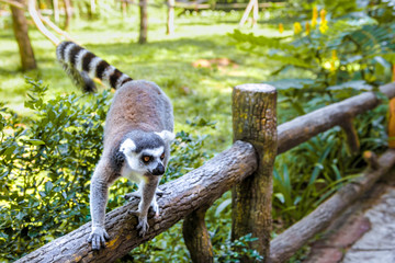 Little funny lemurs play on the branches.
