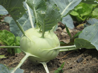 Kohlrabi in the ground