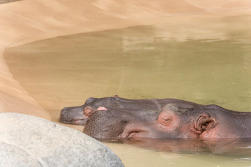 Mother Hippopotamus and her newborn