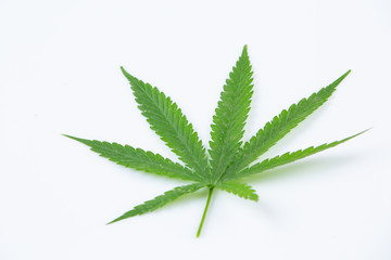 Cannabis leaves White background
