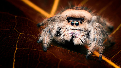 Jumping Spider Phidippus Regius Female - Amazing Macro Photo Series