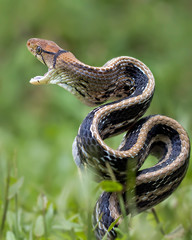 Javanese Snake Elaphe Radiata - Amazing Animal Reptile Photo Series