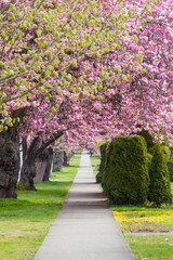 Pathway under beautiful trees covered in pink blossoms; landscaped walkway with flowering cherry blossoms