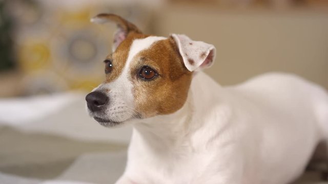 Close up shot of curious jack russel terrier dog lying on bed at home and looking at something that makes him perk up his ears and wagging tail